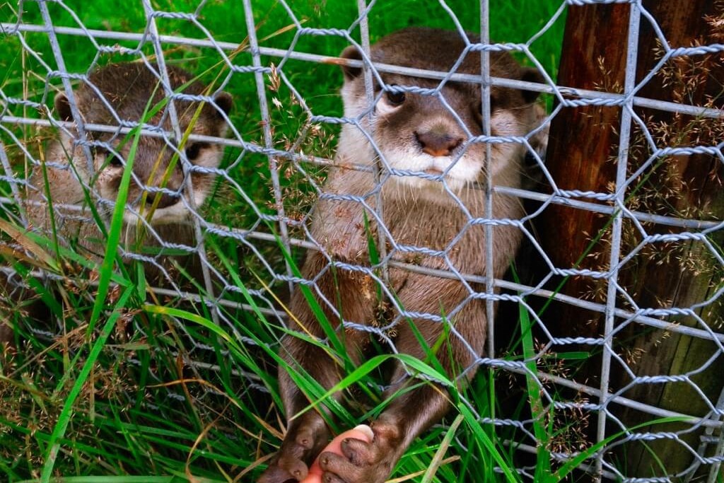 Stoats at Auchingarrich