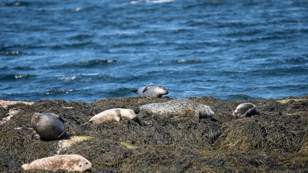 Seals