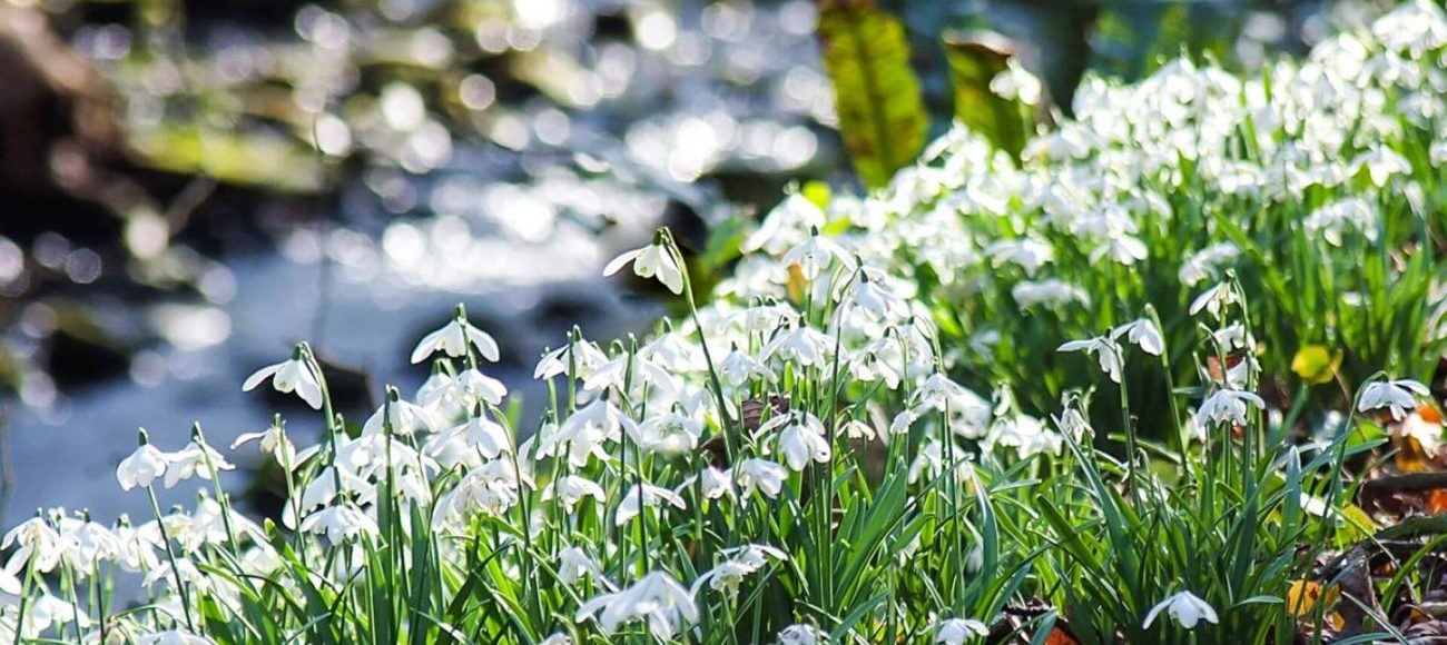 Scottish Snowdrop Festival